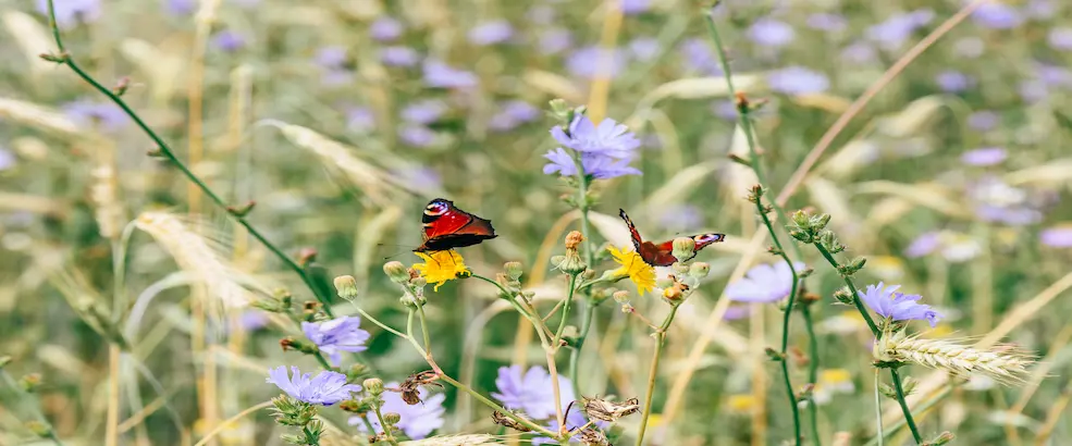Two European Peacock Butterflies On The Yellow Flo 2025 03 05 05 04 56 Utc